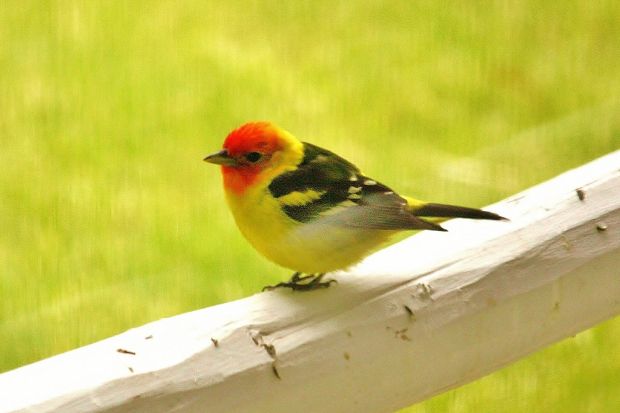 Birds